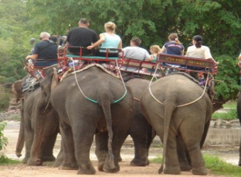 泰国大象骑行项目存风险 游客需谨慎 泰国大象骑行项目存风险 游客需谨慎