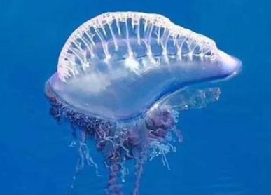 提醒近期游玩泰国的中国游客警惕剧毒水母