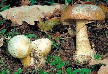 澳大利亚毒蘑菇泛滥提醒不要中毒 澳大利亚毒蘑菇泛滥提醒不要中毒