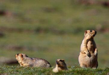 澳大利亚爆发黑鼠鼠疫,提醒注意安全 澳大利亚爆发黑鼠鼠疫,提醒注意安全