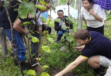 新西兰鼓励游客“兼职”摘猕猴桃 新西兰鼓励游客“兼职”摘猕猴桃