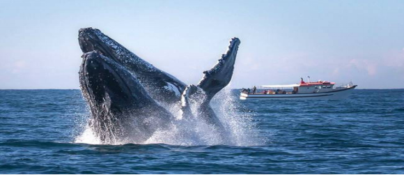 观鲸 观鲸