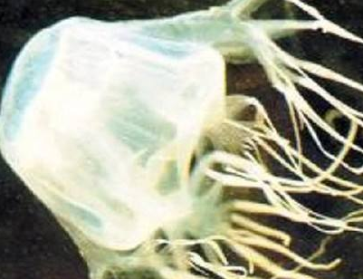 在澳大利亚参加涉水活动需防范海洋动物攻击 在澳大利亚参加涉水活动需防范海洋动物攻击