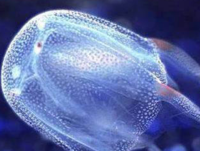澳大利亚箱型水母可致命 赴澳旅游警惕野生动物