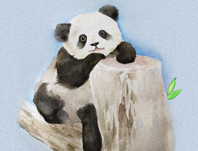 澳大利亚希望延长大熊猫租借期 澳大利亚希望延长大熊猫租借期