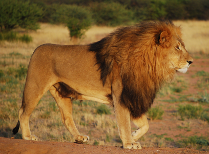 提醒赴肯尼亚中国游客注意防范野生动物袭击 提醒赴肯尼亚中国游客注意防范野生动物袭击