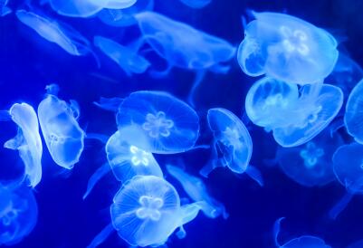 1万多人被蜇伤 赴澳大利亚旅游当心它! 1万多人被蜇伤 赴澳大利亚旅游当心它!