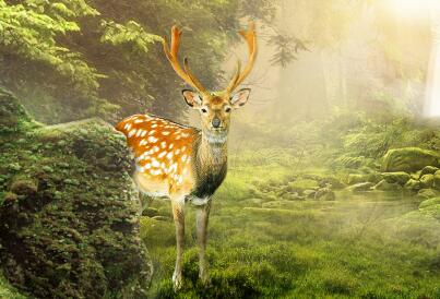 日媒:日本奈良鹿频繁伤害游客 背后原因有哪些 日媒:日本奈良鹿频繁伤害游客 背后原因有哪些