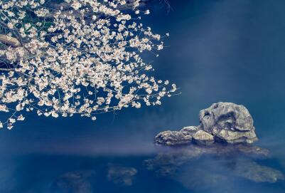 日本赏樱巴士再驶入福岛隔离区樱花大道 日本赏樱巴士再驶入福岛隔离区樱花大道