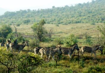 提醒持旅游签证来肯尼亚的中国公民不得在肯从事商业活动
