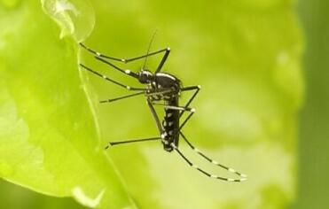 提醒在孟加拉国中国公民近期注意防范登革热疫情