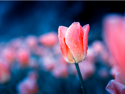 过期郁金香不能开花,中国游客勿被骗 过期郁金香不能开花,中国游客勿被骗