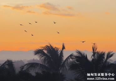 三人成功在我们网站办理缅甸签证 三人成功在我们网站办理缅甸签证