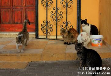 吴先生一家成功去土耳其旅游 吴先生一家成功去土耳其旅游.jpg