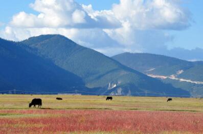 张先生顺利获得巴基斯坦商务签证 张先生顺利获得巴基斯坦商务签证