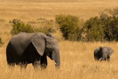 入境安哥拉需要满足哪些条件？