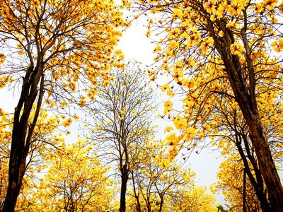 巴西签证类型有哪些呢？