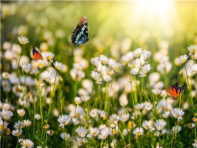 未成年可以办理马里签证吗？