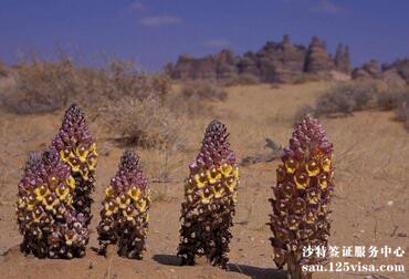 办理沙特商务签证对职位有要求吗? 办理沙特商务签证对职位有要求吗?