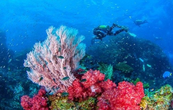 越南珊瑚 越南珊瑚