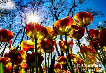 代办土耳其签证的费用贵不贵? 代办土耳其签证的费用贵不贵?