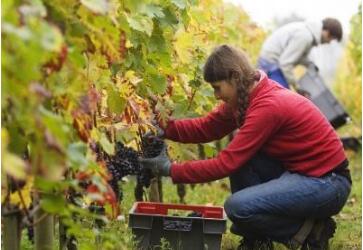 澳大利亚打工与度假签证 澳大利亚打工与度假签证