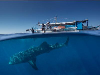 菲律宾开放落地签证了吗? 菲律宾开放落地签证了吗?
