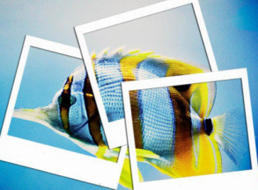 在机场申请越南签证对照片有要求吗? 在机场申请越南签证对照片有要求吗?