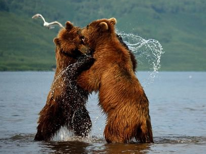 什么情况能申请俄罗斯电子签证? 什么情况能申请俄罗斯电子签证?