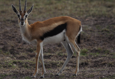 肯尼亚签证的停留时间是多久? 肯尼亚签证的停留时间是多久?