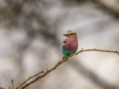 南非旅游签证好办吗? 南非旅游签证好办吗?