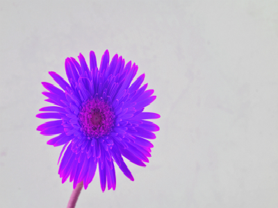 如何申请南非签证? 如何申请南非签证?