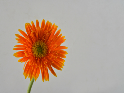 申请南非签证需要预约吗? 申请南非签证需要预约吗?