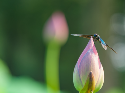 越南商务签证可以多次入境吗?可以停留几天? 越南商务签证可以多次入境吗?可以停留几天?