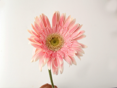 南非签证能催签吗? 南非签证能催签吗?