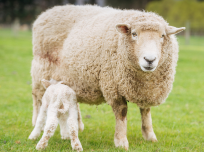 拿到新西兰签证就可以直接入境吗? 拿到新西兰签证就可以直接入境吗?