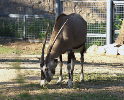 查询南非签证进度快吗? 查询南非签证进度快吗?