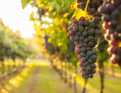 法国旅游签证最多可以使用多长时间? 法国旅游签证最多可以使用多长时间?