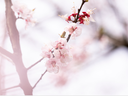 去日本可以办理电子签吗? 去日本可以办理电子签吗?