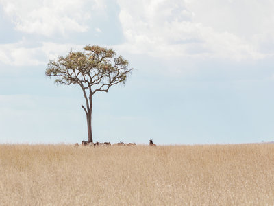 前往肯尼亚,儿童需要办理签证吗? 前往肯尼亚,儿童需要办理签证吗?