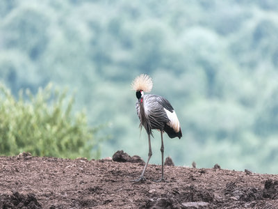 未成年人可以免费申请肯尼亚签证? 未成年人可以免费申请肯尼亚签证?