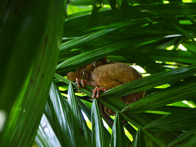 申请菲律宾签证需要银行流水吗? 申请菲律宾签证需要银行流水吗?