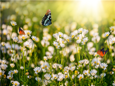 未成年可以办理马里签证吗? 未成年可以办理马里签证吗?